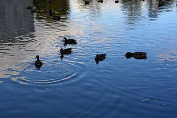 family of wild ducks swimming on water with sky reflection