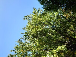Fototapeta premium leaves against sky