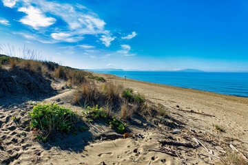 Panorama of Pianetti beach in Castagneto Carducci Tuscany Italy. In the foreground the flowering of common goldenrod flowers