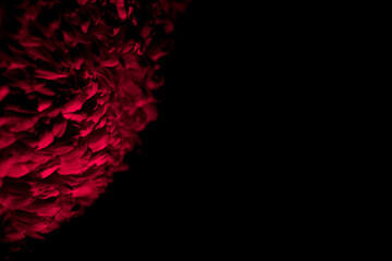 Red petals of flower rose, chrysanthemum or peony on black background with copy space. Funeral postcard. Sex abstraction art concept. Holiday or business card mockup design with empty place for text