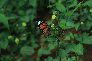 A beautiful orange color butterfly on a leaf