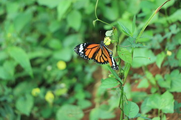 Monarch, Danaus plexippus, butterfly in nature habitat. Nice insect from Mexico. Butterfly in the...