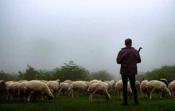Shepherd taking his sheeps to eat grass in a foggy day in Asalem to Khalkhal road forests