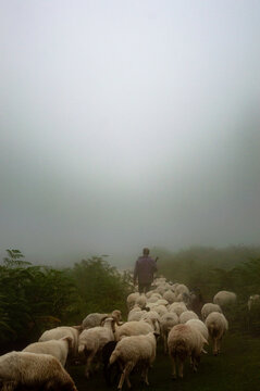 Shepherd taking his sheeps to eat grass in a foggy day in Asalem to Khalkhal road forests