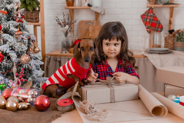 little girl with a dachshund dog in Christmas costumes pack gifts in craft paper. winter, new year