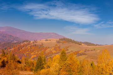 Majestic autumn-colored mountain hills of Carpathian mountains in Ukraine under blue sky with clouds.
