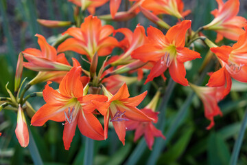 Orange hippeastrum flowers in the garden