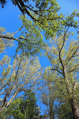 Baumwipfel im Herbst