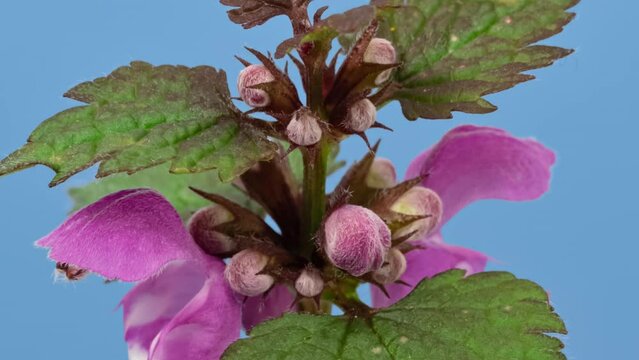 Purple Archangel blossom timelapse on blue