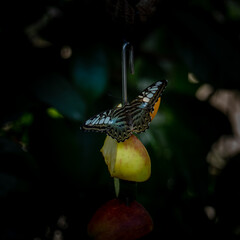 butterfly on flower
