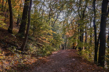 Obraz premium Autumn Forest Path