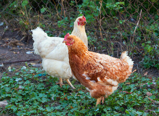 Multi-colored chickens walk on the farm against the background of green grass in summer