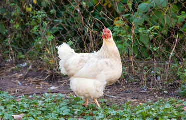 multi-colored hen walks in the yard of a bird farm outdoors in summer