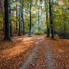 Obraz premium Autumn Forest Road