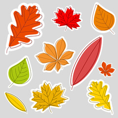 Labels with colorfull, autumn leaves, abstract. Oak, chestnut, maple.