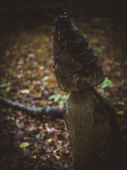 fountain in the forest
