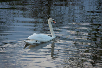 Whooper swan - Cygnus olor in the water on a dark background. River, summer evening