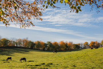 Autumn Meadow with Horses