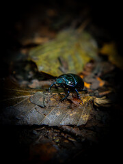 fly on leaf
