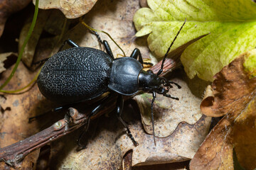 Carabus coriaceus is a species of beetle widespread in Europe, where it is primarily found in deciduous forests and mixed forests.