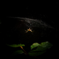 spider on a web