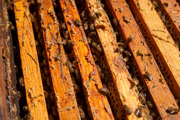 Open hive showing the bees swarming on a honeycomb..