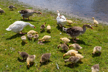 Egyptian goose family in the wild. The female, male and goslings of the Egyptian goose are resting in the grass. Adult goose with goslings. Spring brood. Cute fluffy goslings