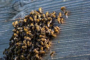 Close up of flying bees. Wooden beehive and bees. Plenty of bees at the entrance of old beehive in apiary. Working bees on plank. Frames of a beehive