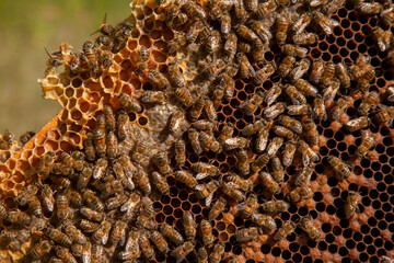 Working bees in a hive on honeycomb. Bees inside hive with sealed and open cells for their young..