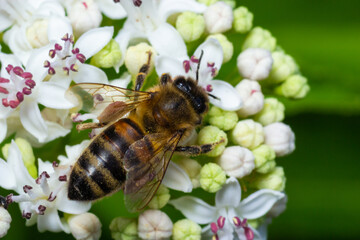 Bee Gathering Pollen from a White Flower on a Summer Day. close up