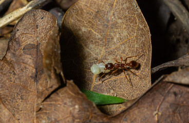 Myrmica ruginodis carrying large larva. A red ant moving a grub to safety within a disturbed nest