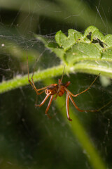 Natural Linyphia Triangularis Spider, summer sunny day natural environment. Macro Photo