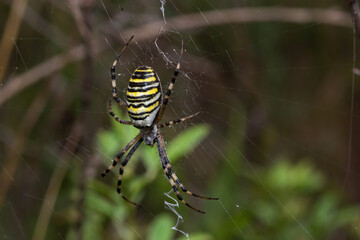 A wasp spider in a large web on a background of green grass on a sunny day. Argiope bruennichi