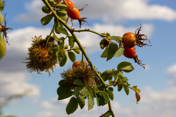 Rose bedeguar gall, caused by the gall wasp Diplolepis rosae, on a leaves of a Field rose.Bedeguar...