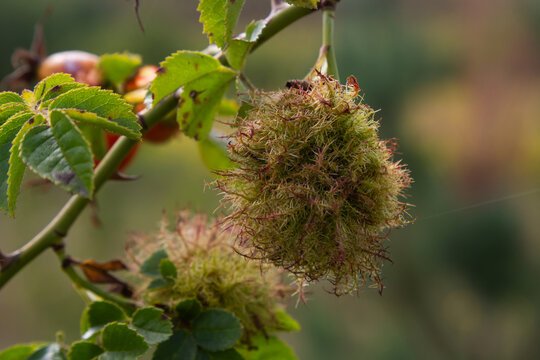 Rose bedeguar gall, Robin's pincushion gall, moss galls Diplolepis rosae on rose