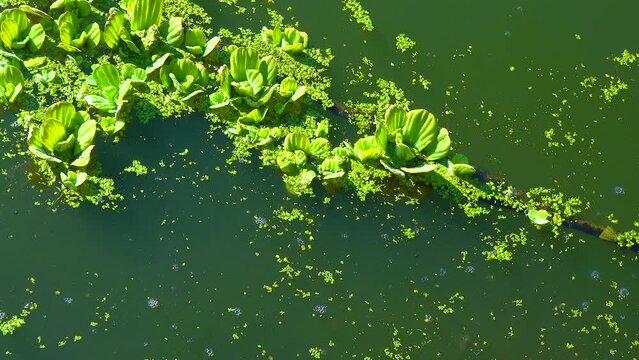 Duckweed, Wolffia and Pistia floats on the surface of the water in the stagnant water of the lake