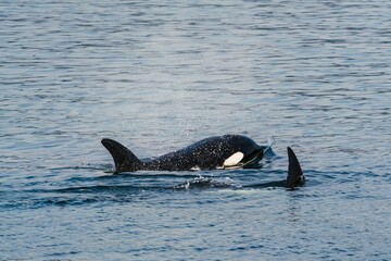 Black whale swimming in the water in the Salish sea