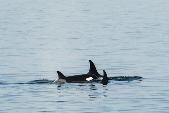 Black whales swimming in the water in the Salish sea