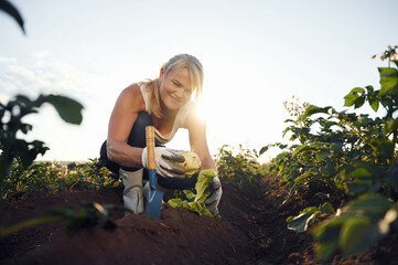 Working and holding cabbage in hand. Woman is on the agricultural field at daytime