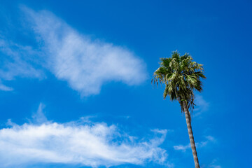 Palm tree against sky with cloud Los Angeles