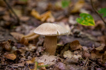 Single Boletus mushroom in the wild. Porcini mushroom grows on the forest floor at autumn season..