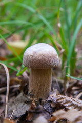 Boletus mushroom in the wild. Porcini mushroom grows on the forest floor at autumn season..