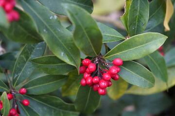 Skimmia japonica, the Japanese skimmia, is a species of flowering plant in the family Rutaceae.