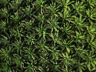 Aerial view of palm oil tree plantation in Malaysia