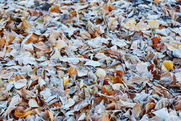 Autumn leaves covered in early morning frost