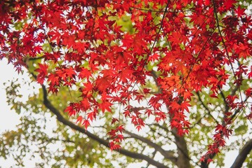 한국의 단풍 Autumn leaves in Korea