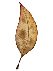 Autumn leaf watercolor botanical illustration