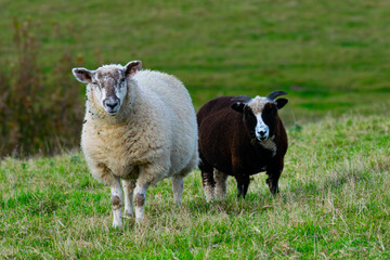 sheep and lamb