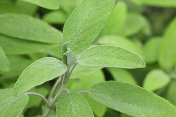 Close-up of Sage growing in a garden
