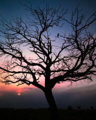 silhouette of a tree at sunset